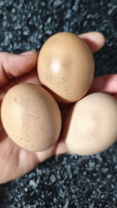 Продается яйцо 700
