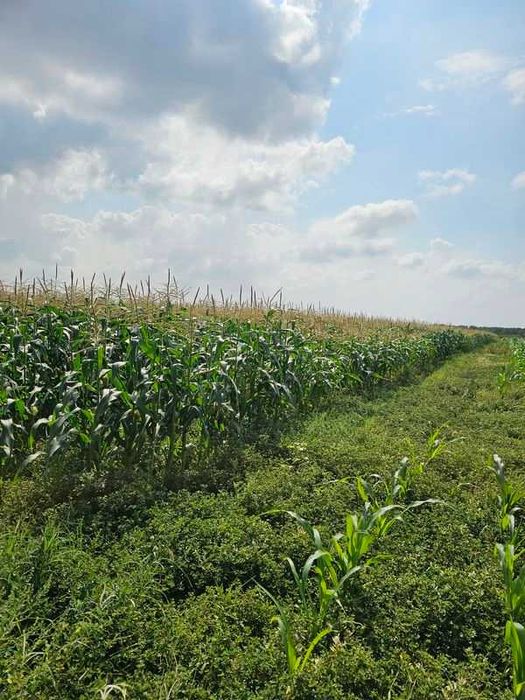 Продава се Земеделски имот в с. Крислово, Област Пловдив -  кв.м за 62 €/дка - Снимка #3