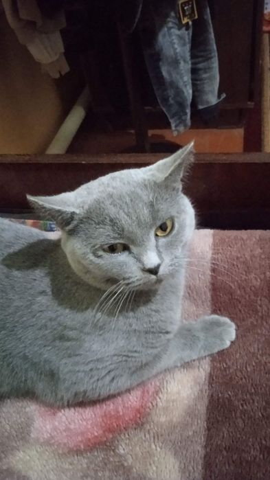 Skottish strayt qiz bola