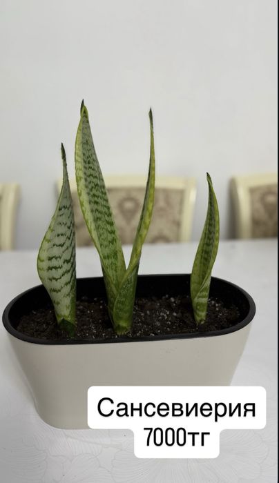 Комнатные растения