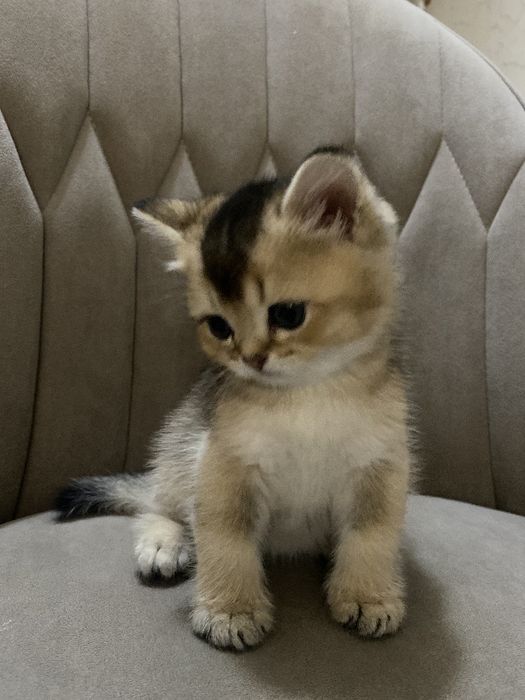 Продам Британские котята шиншилла