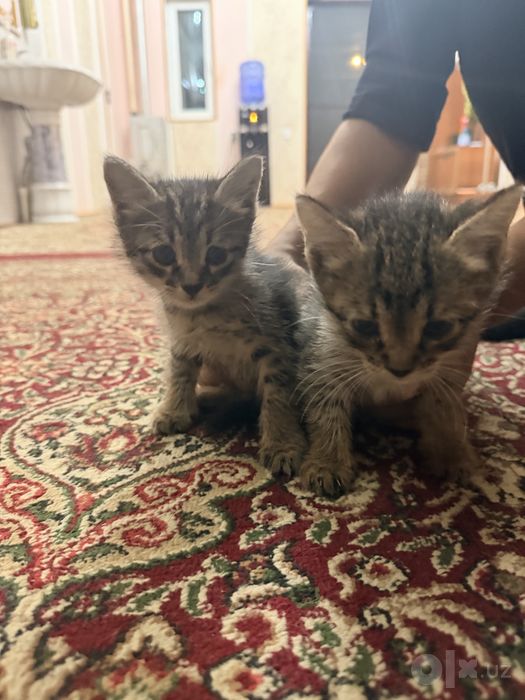 Котёнок мушук mushuk bolasi