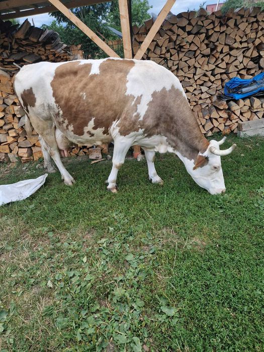 Vând vaca Baltata Romaneasca talie mare