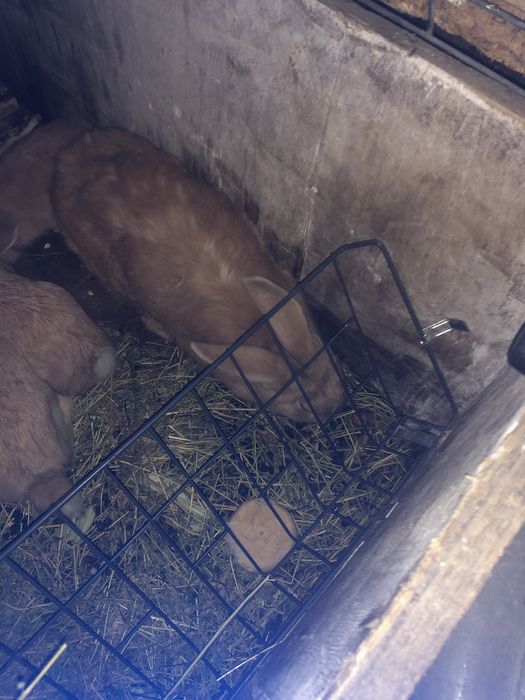 Vand iepuri  si iepuroaica