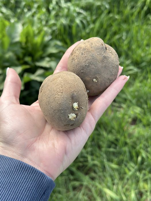 Продам семенной картофель (жёлтый)