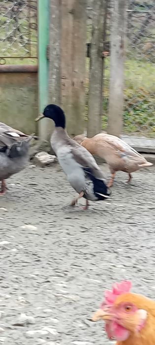 Rățoi indian de vanzare