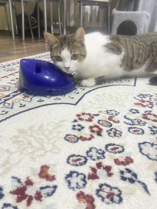 Ищем жениха кот веслоухий либо британец