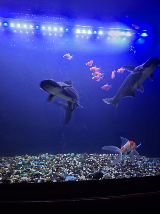 Акула понгасиюсь