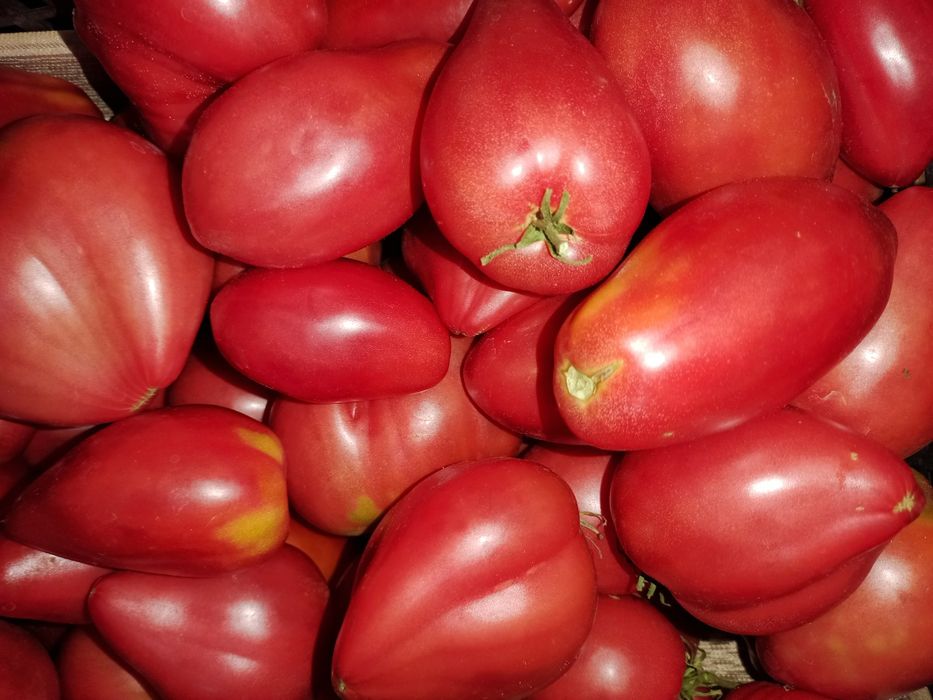 Продам помидоры, сорт  Глория и Батяня