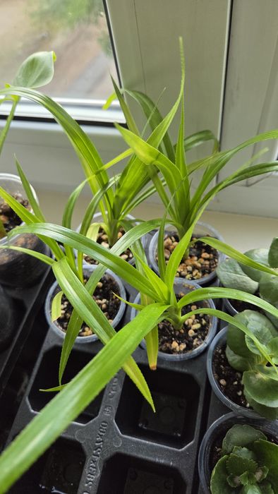 Продам деток растений