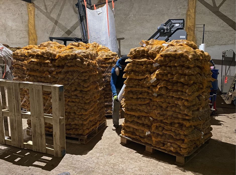 Картофи сорт сорая – фракция 50+