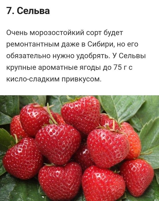 Клубника чистая рассада