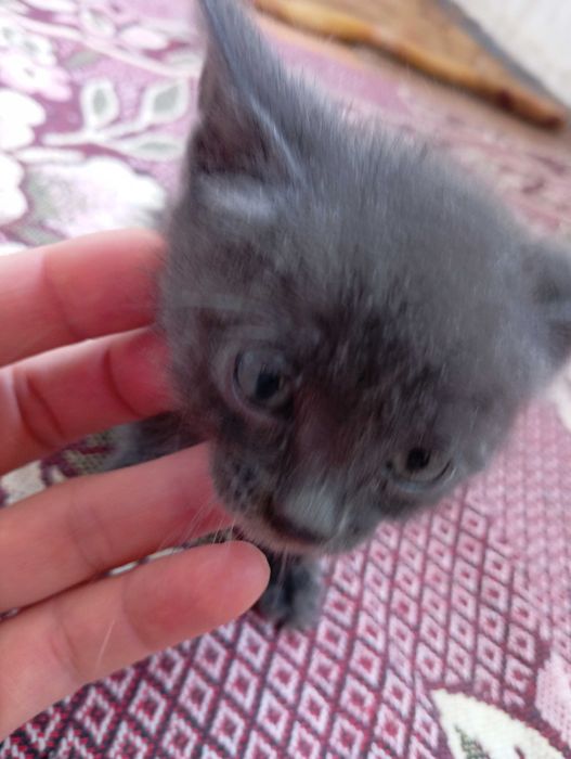 Котёнок ищет дом.