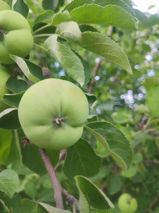 Продам дачу бухтарма