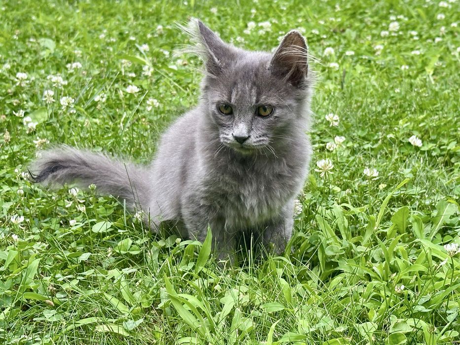 Maine coon Мейн Кун