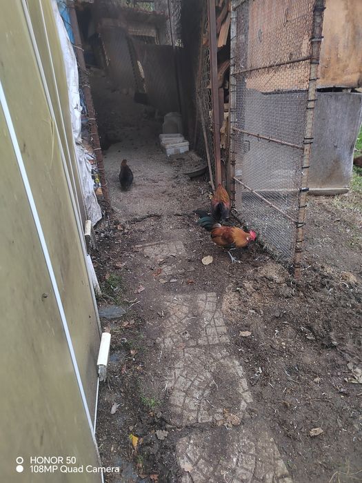 Продавам декоративни кокошки