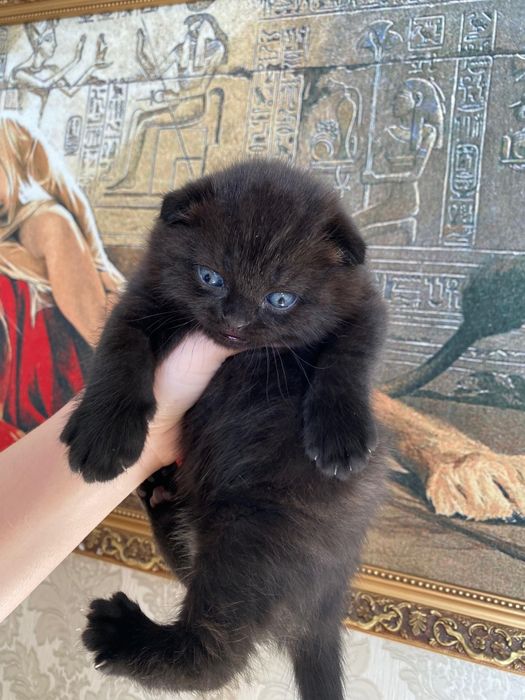 Продаются шикарные мишки