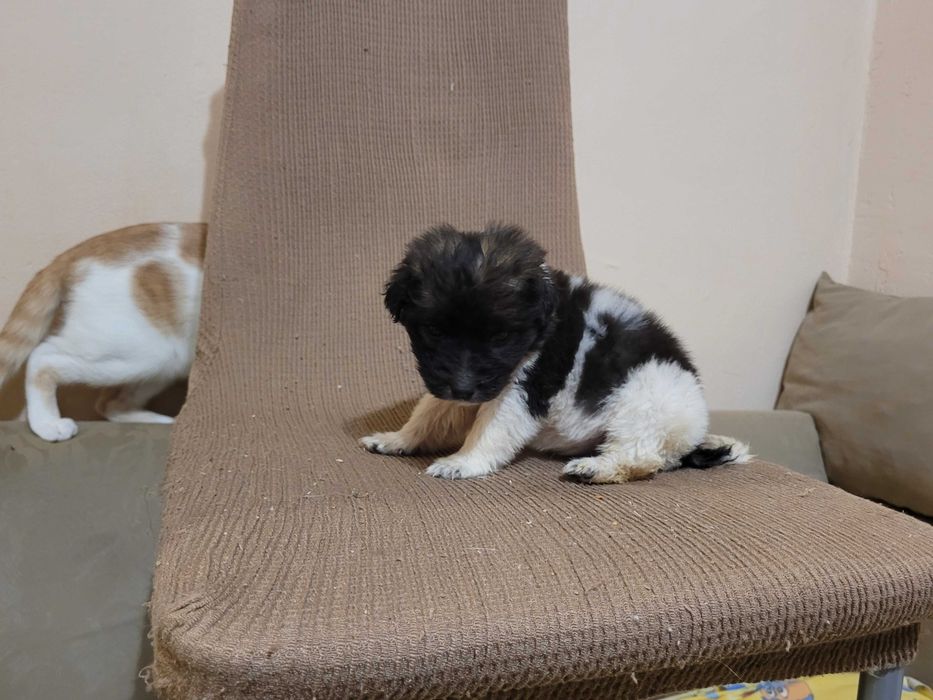 Спасени кученца търсят дом