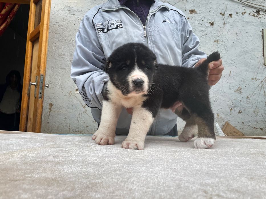 Шенок Алабая ( супер гигант ) чистокровный