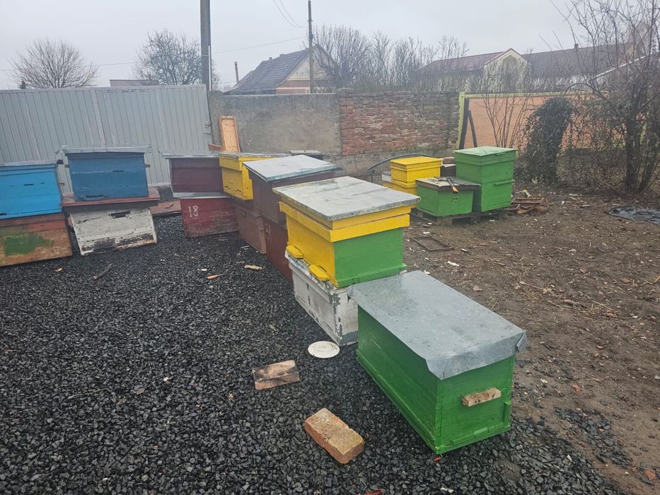 Vand Urgent! Stupi pentru albine