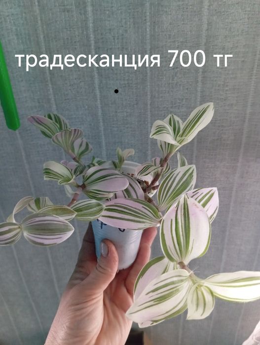 Комнатные цветы от 500 до 700