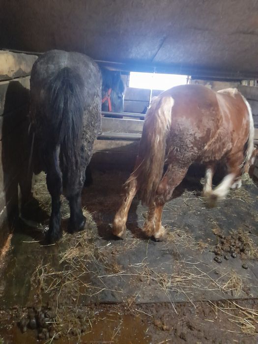 Vand 2 manze 10-11 luni