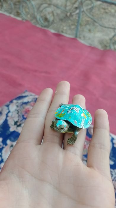 Akvaryum uchun toshbaqa 
Srochna sotiladi narxi 40 kelishamiz