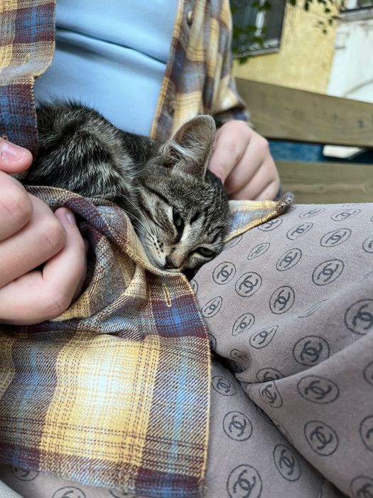 Котенок девочка