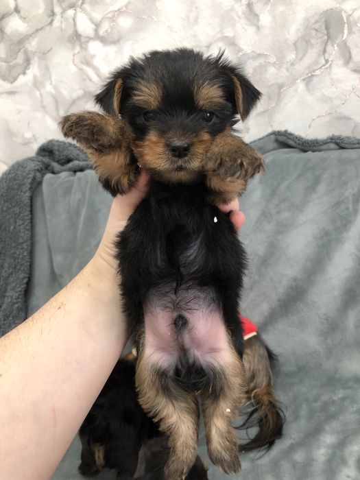 Продажа мини Йорк мальчики