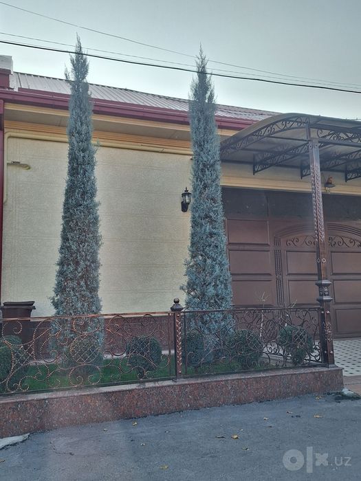 Arizonika Kiparis  Archa Arizonic Keparis Arizonskiy Italiya Aksiya