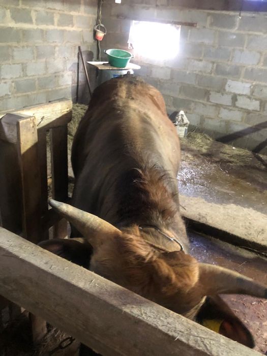 Продаются мощные бычки на откорме