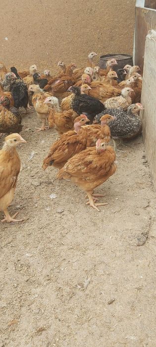 Pui rasa mixta pui alb