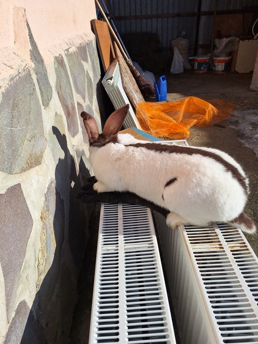 Femelă fluture german pestriț