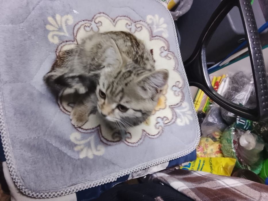 Кошечка в хорошие руки