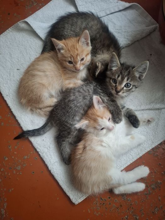 Котята даром в человеческие руки