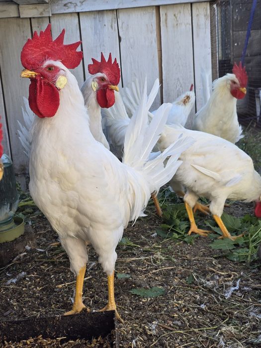 Продам! Петушков Леггорн!
