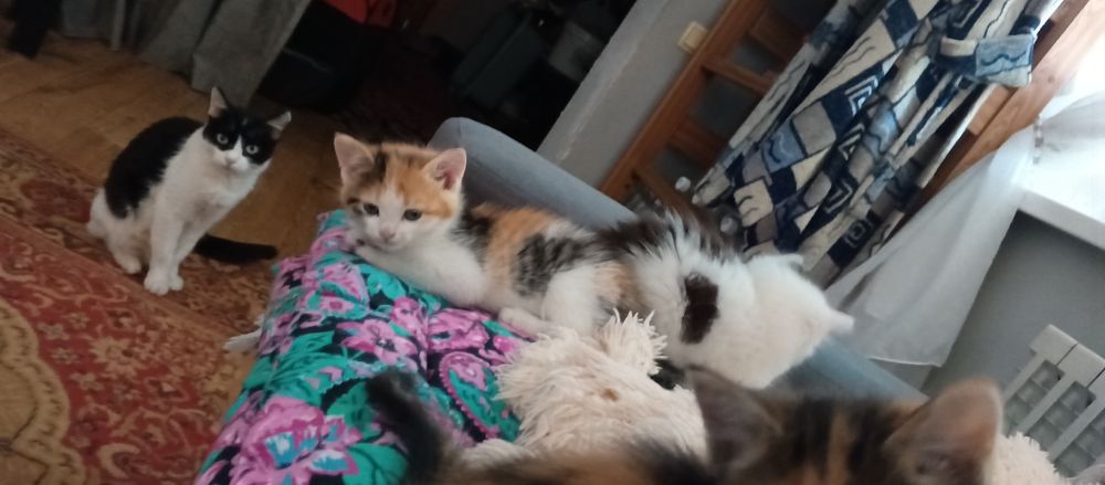 Отдам домашних котят