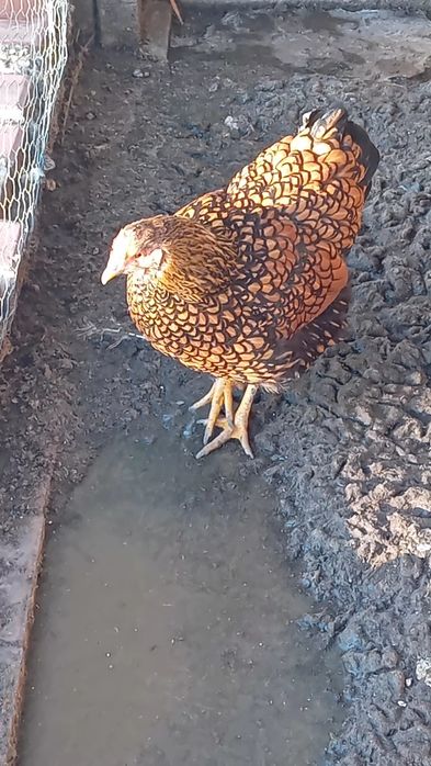 De vanzare gaini wyandotte