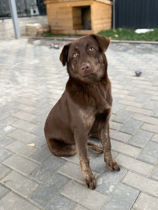 Отдам Лабрадор девочка