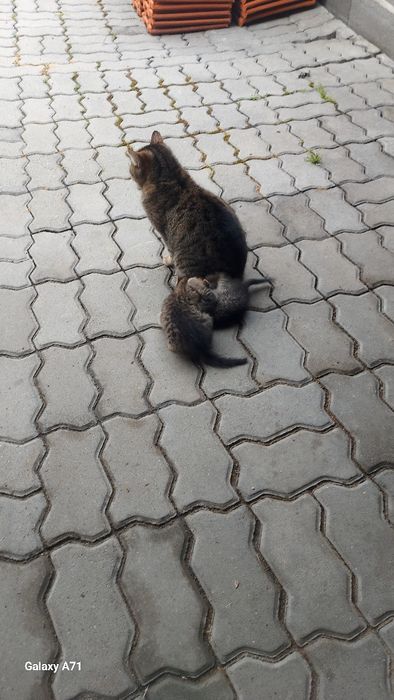 Pisici Gratis!Cadou.