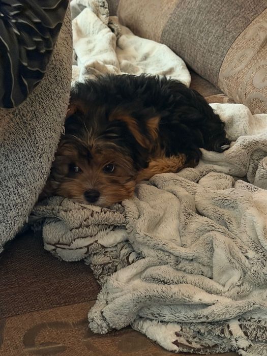 Мини йоркита териери