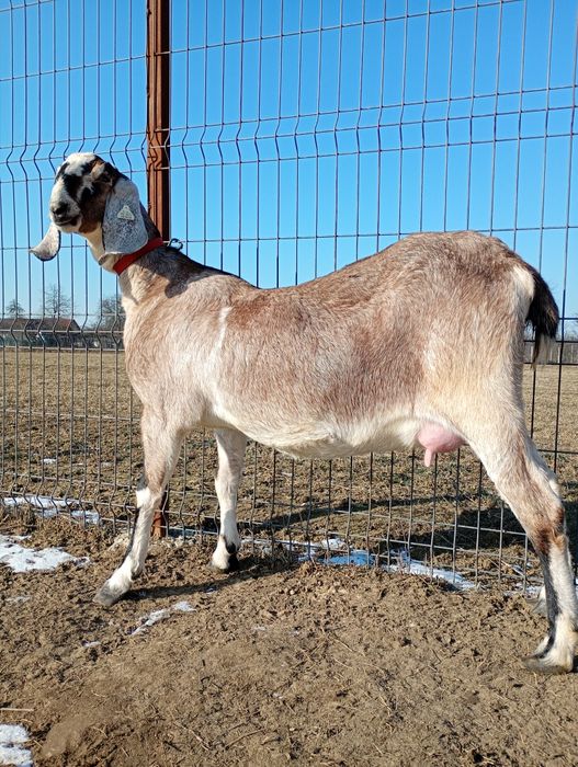 Anglonubiana cu pedigree, Linie Germania.