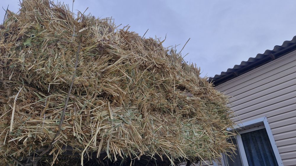 Қамыс максар (саплөр) бар жоңышқа аралас