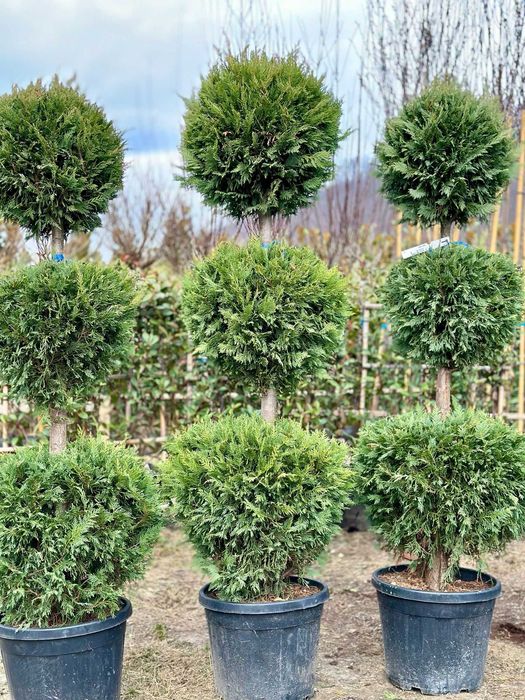 Plante Decorative de Exterior – Verzi tot Timpul Anului