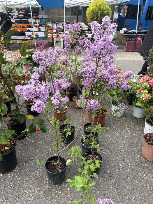 Лимони/Кумкуат и растения