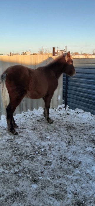 Сатылымда жабагы