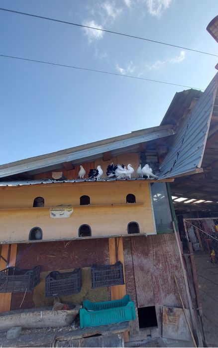 Disponibil porumbei înfoiați