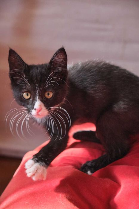 Котенок 3 месяца