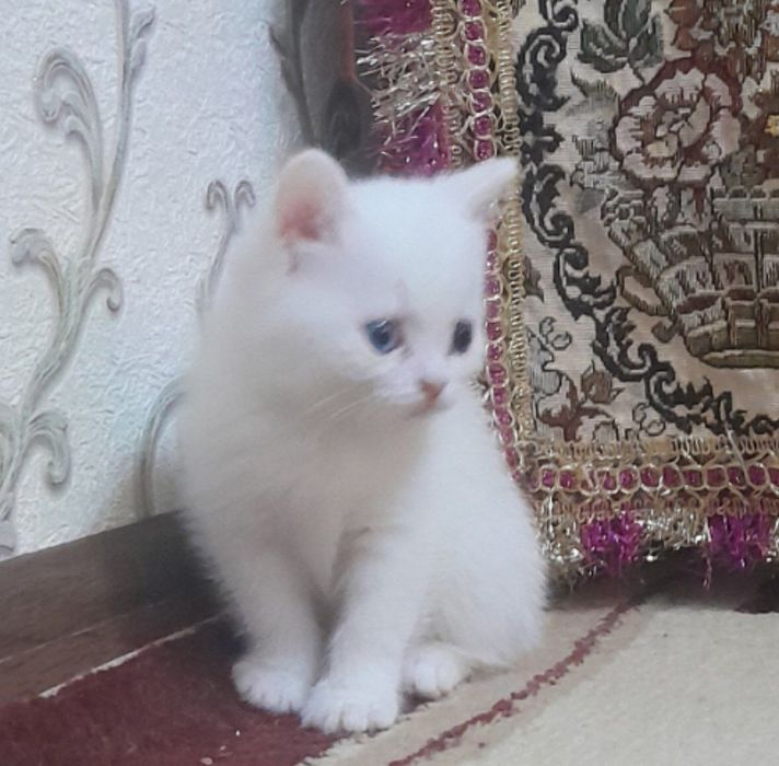 Продам пародистых катят скотиш страйд и фолд