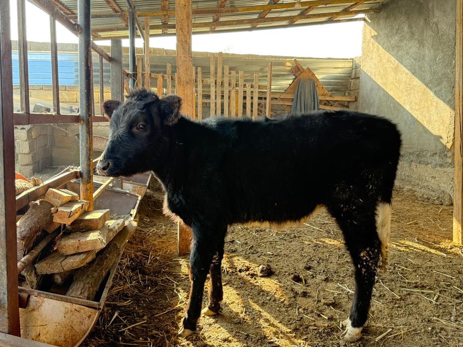 Бұзау ұрғашы сатылады.